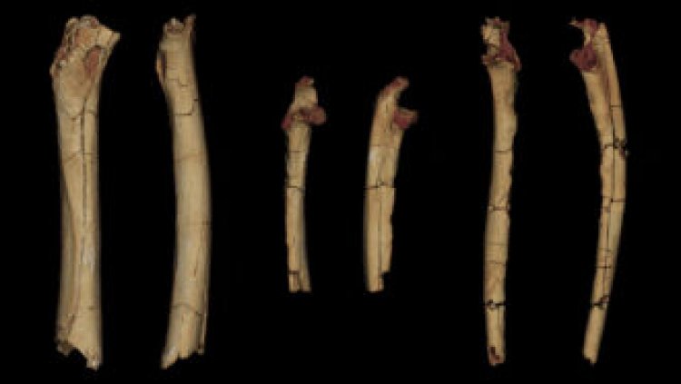 7-million-year-old limb fossils may be from the earliest known hominid
