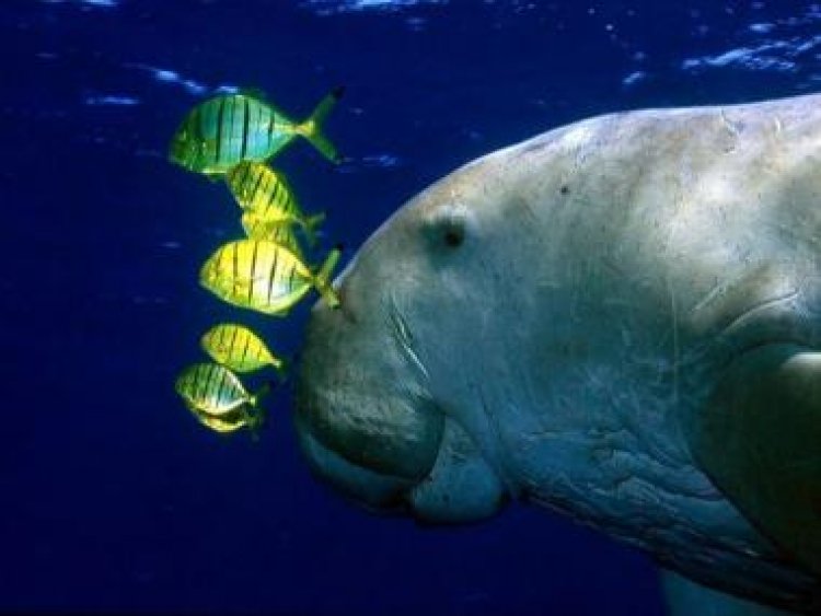 Explained: Dugong, the sea cow which inspired mermaid tales, declared extinct in China