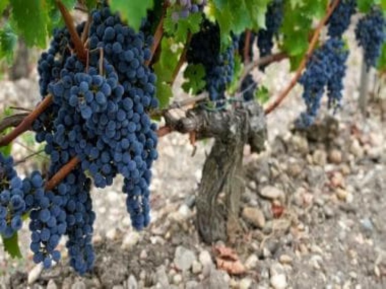 Severe drought forces earliest harvest ever in one of France's most celebrated wine regions