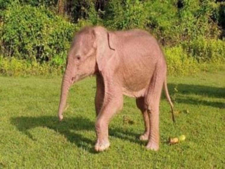 Watch: Baby elephant frees itself from 14 lionesses, internet impressed