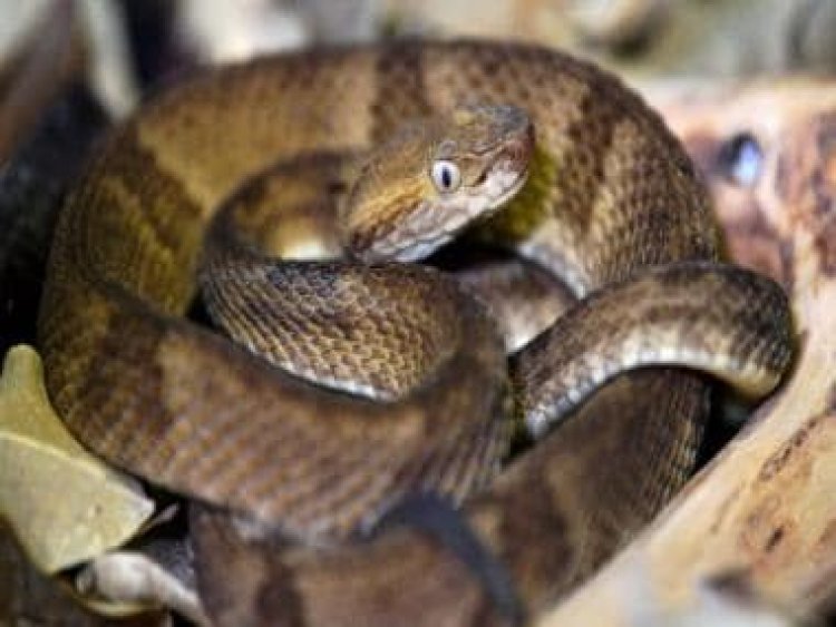 Snake perches on woman while she rests on cot; video will leave you shocked