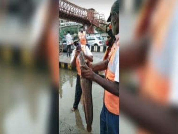 'Fresh catch' on road in rain-hit Bengaluru stuns internet