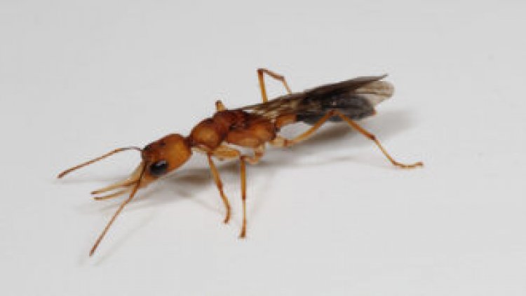A clever molecular trick extends the lives of these ant queens