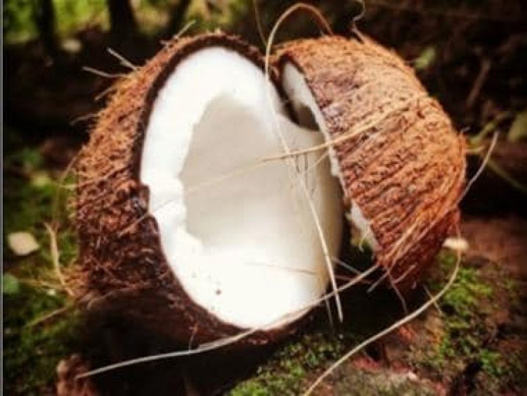 World Coconut Day: History, celebration and significance
