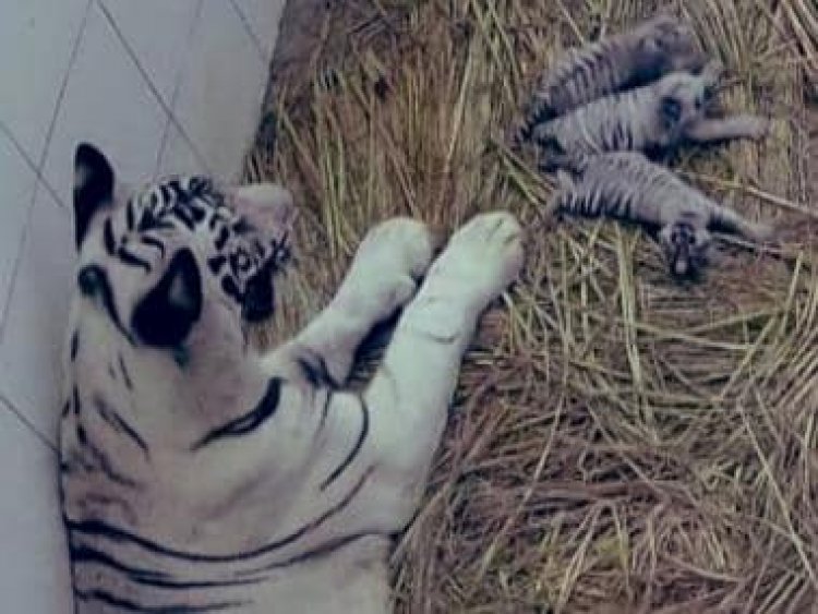 Delhi zoo gets 3 white tiger cubs: India's tryst with the rare wild cats