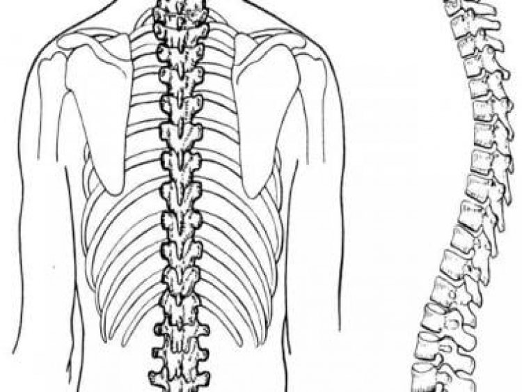 Understanding spinal cord Injuries: Severity and complexity