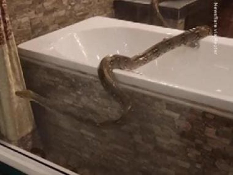 Video of 12-foot-long python found in washroom in Thailand goes viral