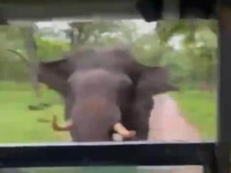 Watch: Video of angry elephant charging at safari car goes viral