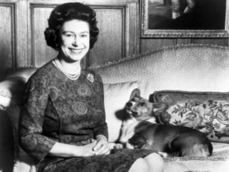 The Crown and the Corgis: What happens to Queen Elizabeth's beloved pets now?