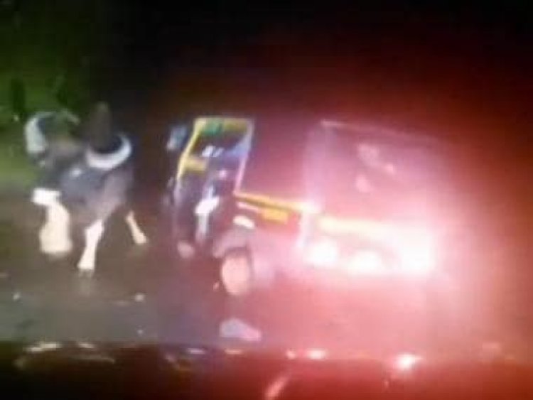 Watch: Indian bison attacks auto-rickshaw, horrifying video