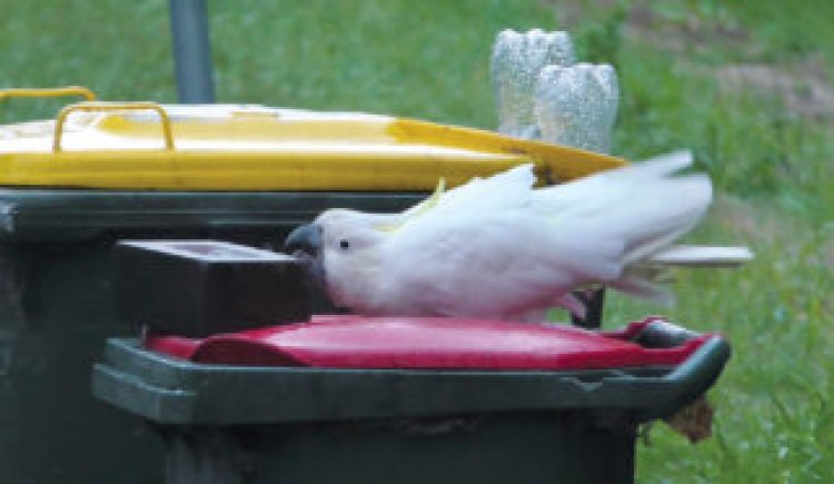 Need to keep cockatoos out of your trash? Try bricks, sticks or shoes