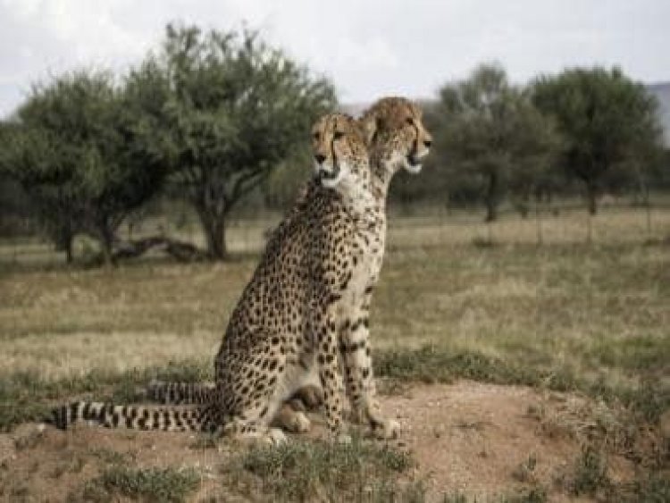 A 10-hour flight, helicopter ride, and quarantine: The journey of cheetahs from Namibia to India