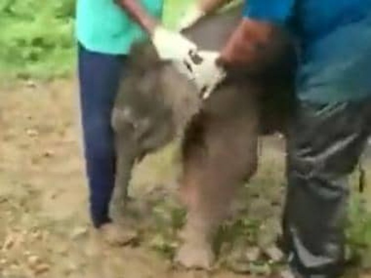 Lost elephant calf reunited with herd in Chhattisgarh, video melts hearts