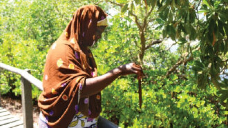 How Kenyans help themselves and the planet by saving mangrove trees