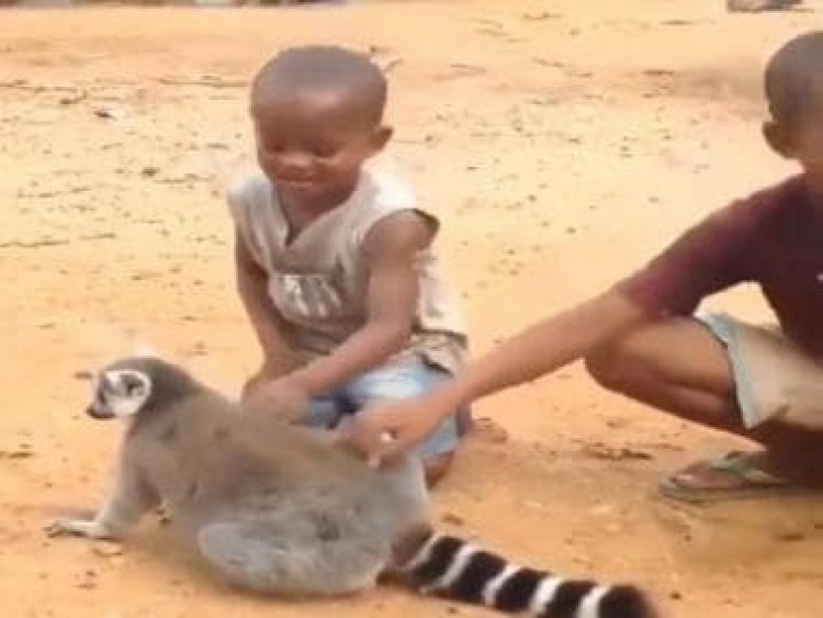 Watch: Lemur asks two boys to scratch its back, internet in splits