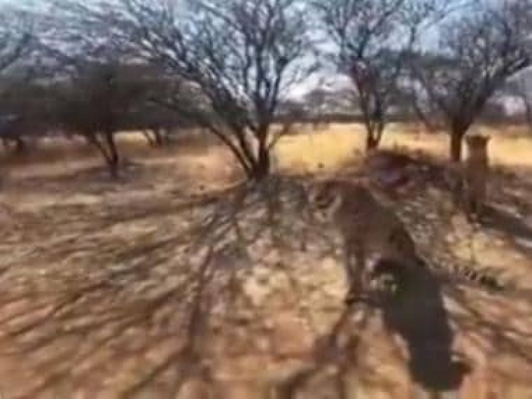 Watch: First look of cheetahs to be ferried from Namibia to India on 17 September