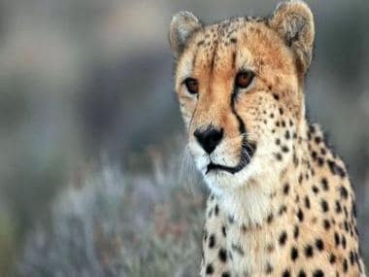 From extinction to reintroduction: A brief history of India’s tryst with the cheetah
