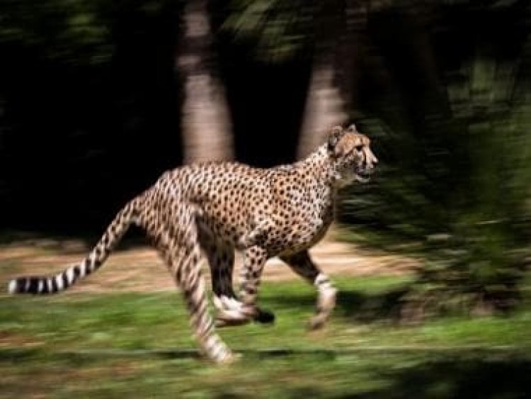 Cheetahs are coming back: A guide on how not to confuse them with the leopard