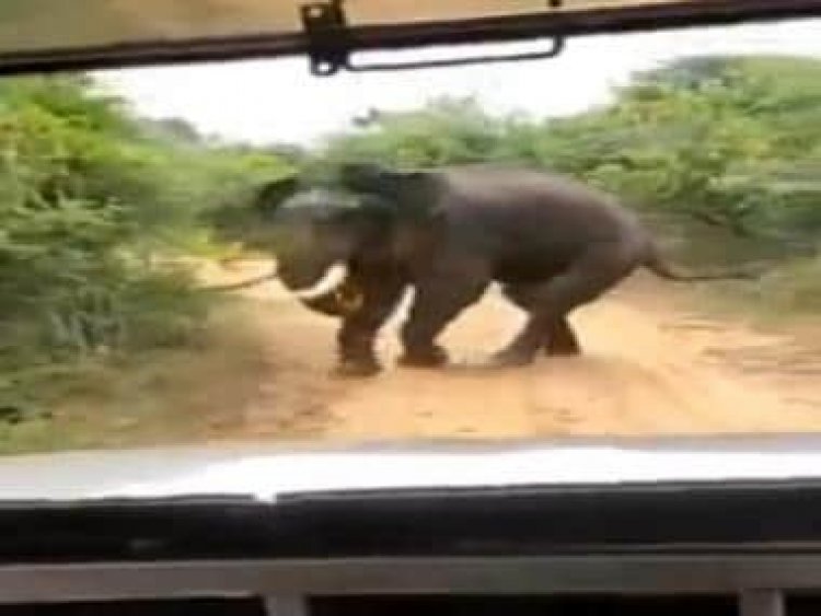 Watch video: Elephant teased and forced to chase vehicle for photographs