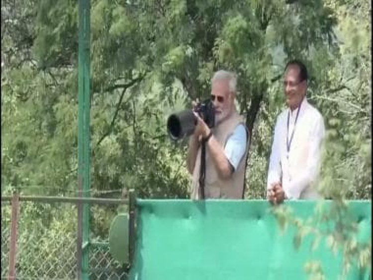 #WATCH: How on his 72nd birthday, PM Modi uncaged 8 cheetahs from Namibia into India's wilds