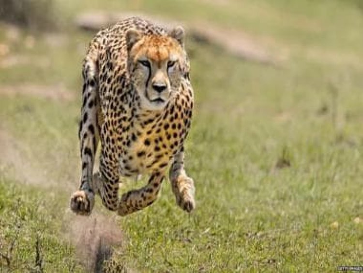 Cheetah is back but hungry: Why were African big cats not fed during transit to India?