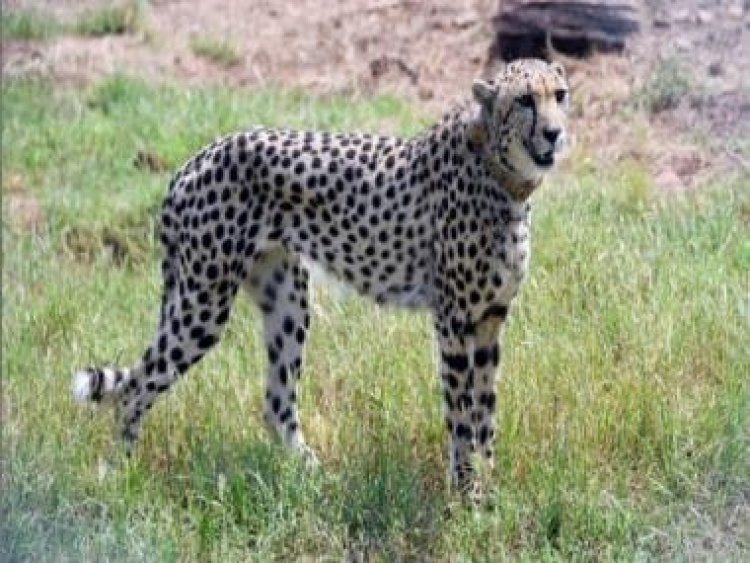 Will fastest cat breed with speed? Cheetahs are not monogamous, but promiscuous