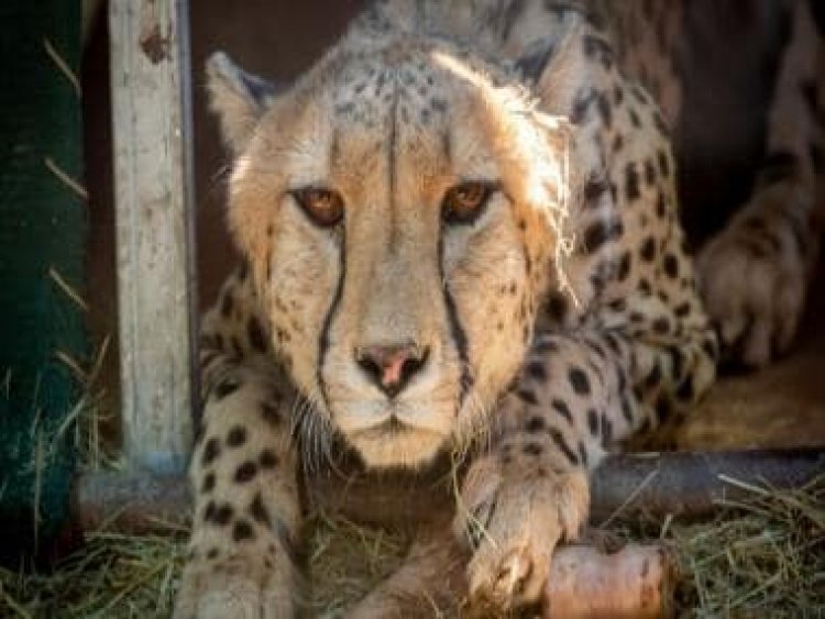Hope dawns for India's adventurous wildlife project, PM Modi names a female cheetah Aasha