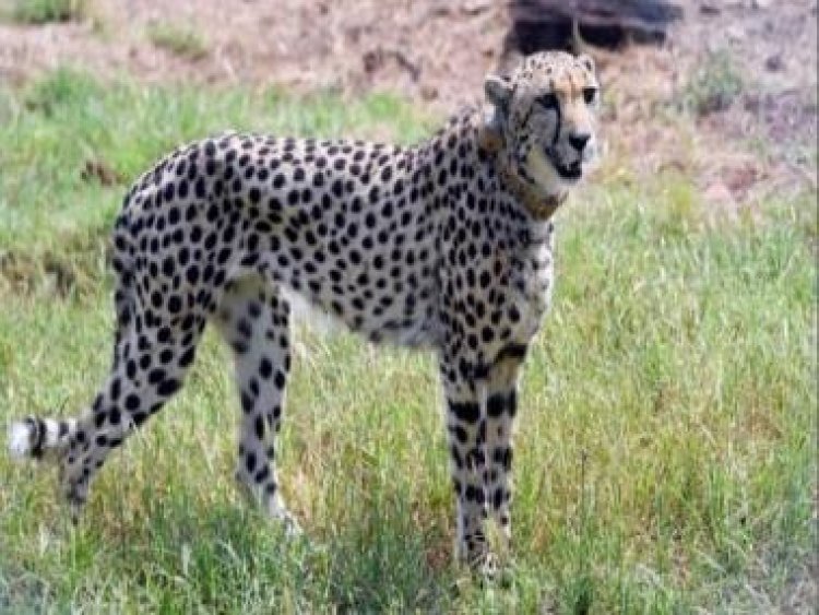 After 8 Namibian cheetahs, India now working to get big cats from South Africa