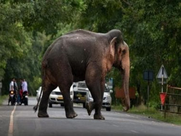 Watch: Elephant copies little girl’s dance, leaves internet in awe