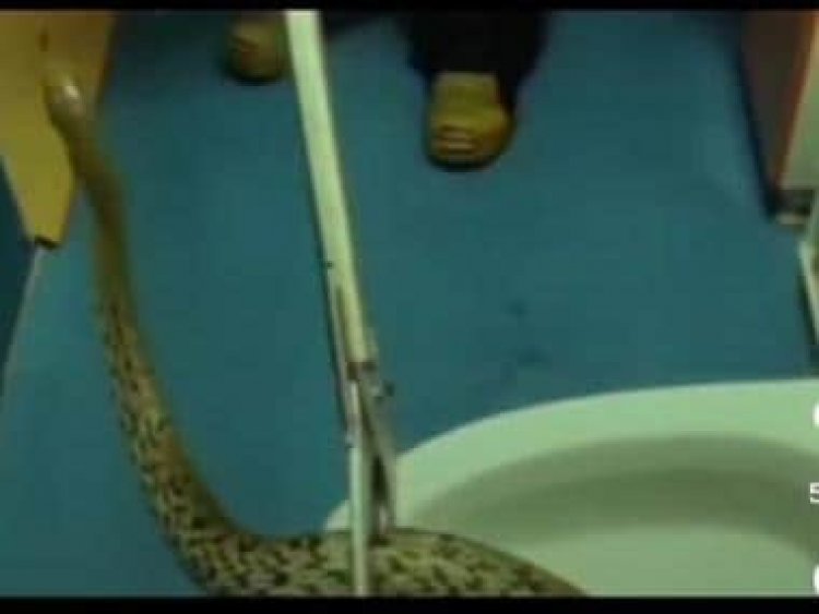 Alabama police removes massive snake from toilet, inform about incident in cheeky post