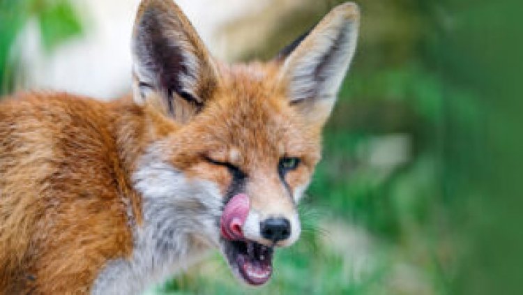 Video shows the first fox known to fish for food