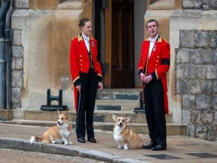 Corgis, pony, and an uninvited spider: The unusual guests at the Queen’s funeral