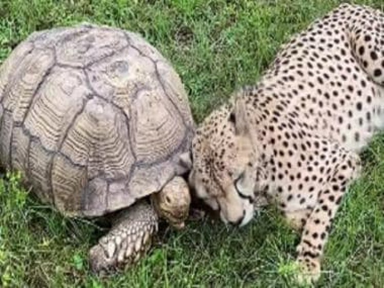 Viral video: Unusual friendship between cheetah and tortoise leaves internet surprised