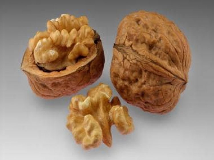 From improving cognitive functions to weight loss: Five health benefits of eating walnuts regularly