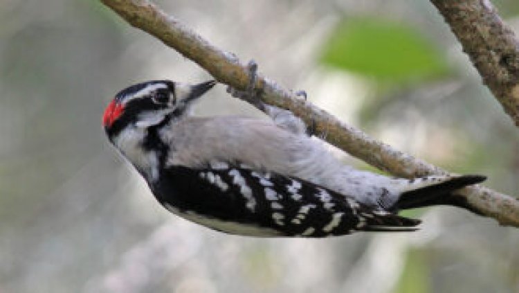 Drumming woodpeckers use similar brain regions as songbirds