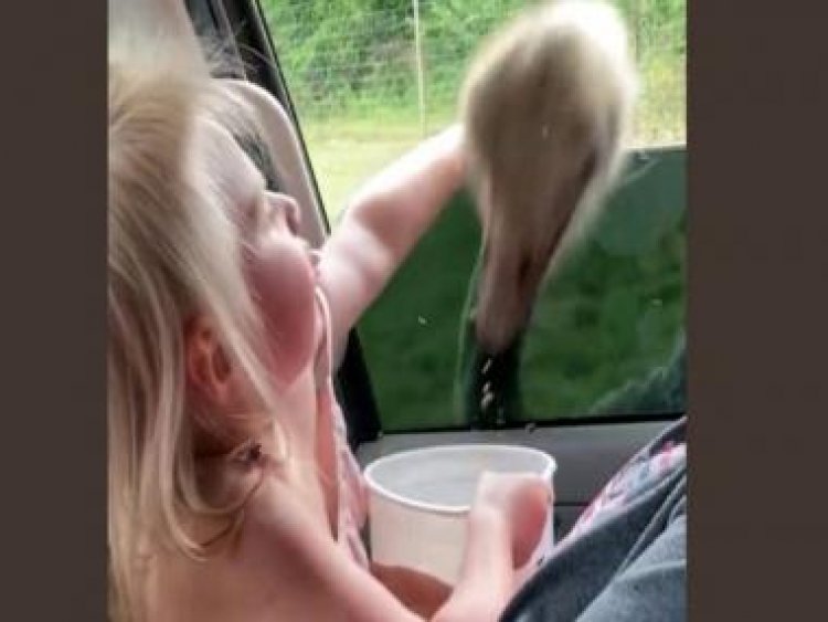 Viral video: Little girl tries to hug ostrich during safari ride