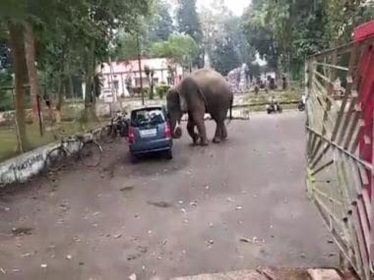 Watch: Elephant tries to break into car in Guwahati, internet thinks he's found a 'toy'
