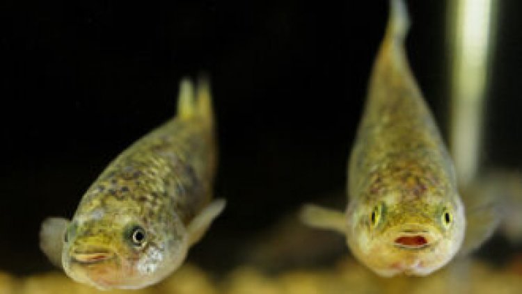 After eons of isolation, these desert fish flub social cues