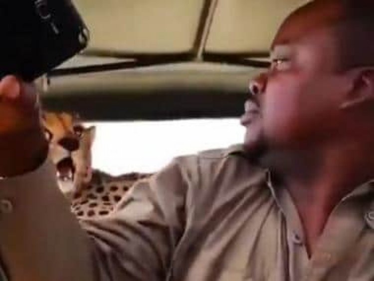 Watch: Man clicks selfie with cheetah after it jumps onto safari vehicle