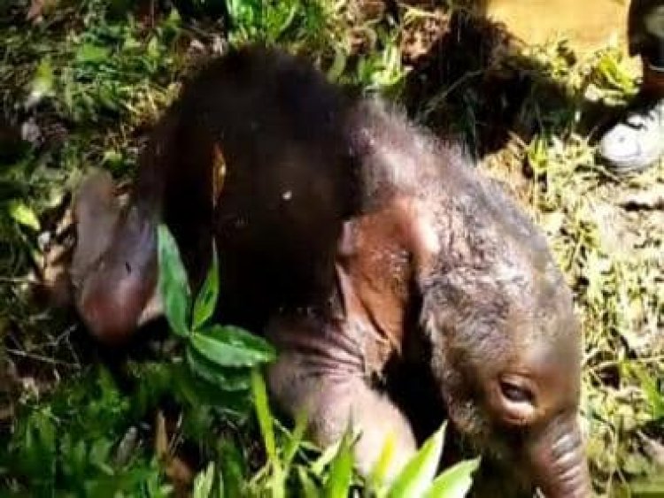 Watch video: Tamil Nadu foresters reunite baby elephant with its mother