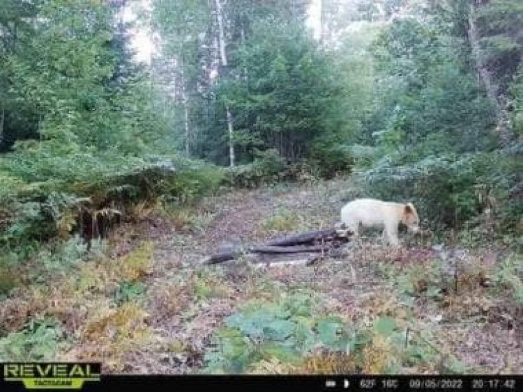 Rare Kermode bear killed by wolves after being caught on trail camera, see photos