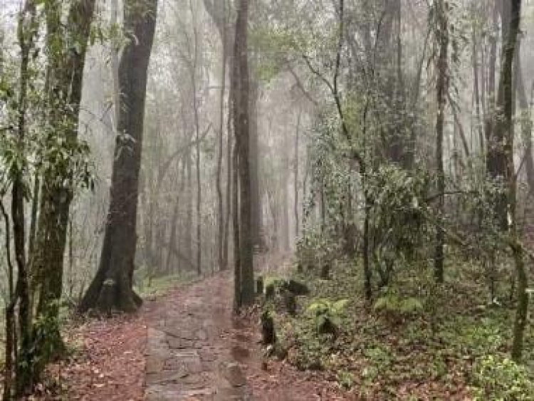 Touch of ethereal in Meghalaya: Gods of the sacred grove