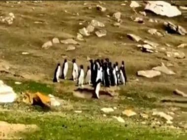 Watch: Adorable penguin brings back its friend from wrong group