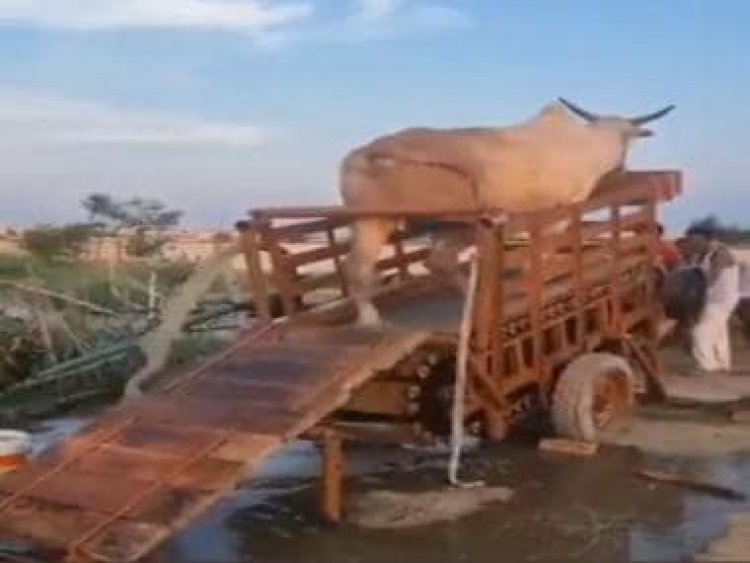 Watch: Video of innovative irrigation technique using cattle goes viral, internet has mixed reactions