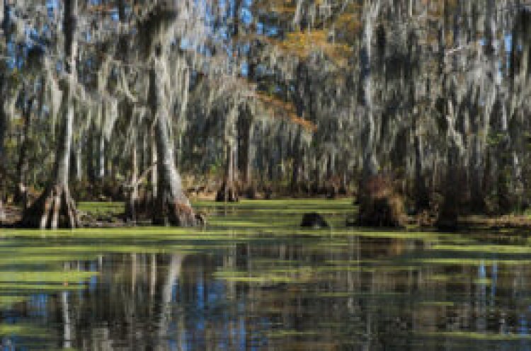 ‘Fen, Bog & Swamp’ reminds readers why peatlands matter