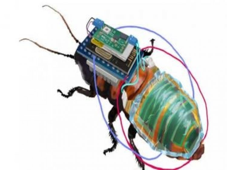 Insects &amp; Bionics: Japanese researchers develop cyborg cockroaches for 'search and rescue operations'