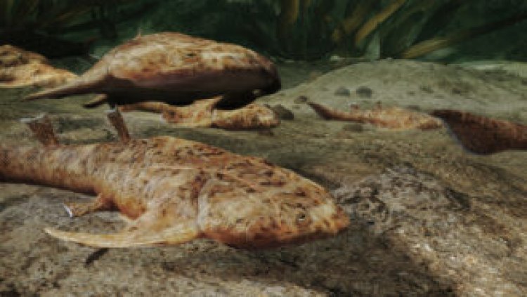 Ancient fish fossils highlight the strangeness of our vertebrate ancestors