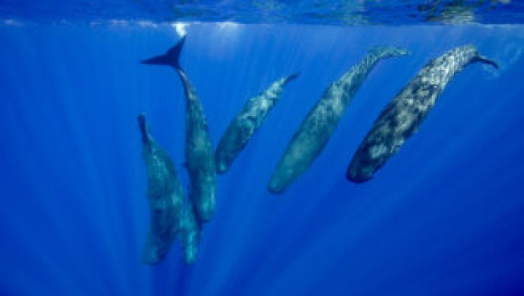 ‘Wonderful nets’ of blood vessels protect dolphin and whale brains during dives