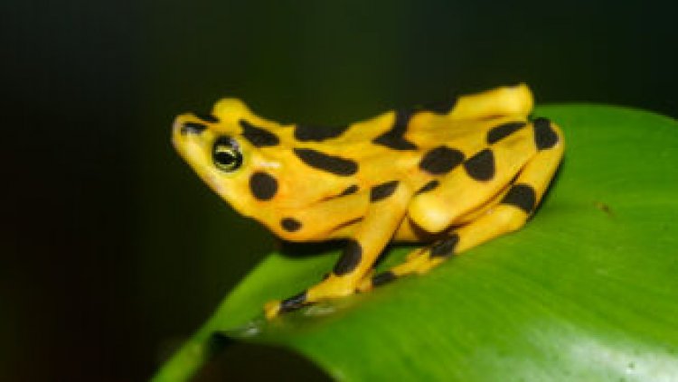 Losing amphibians may be tied to spikes in human malaria cases