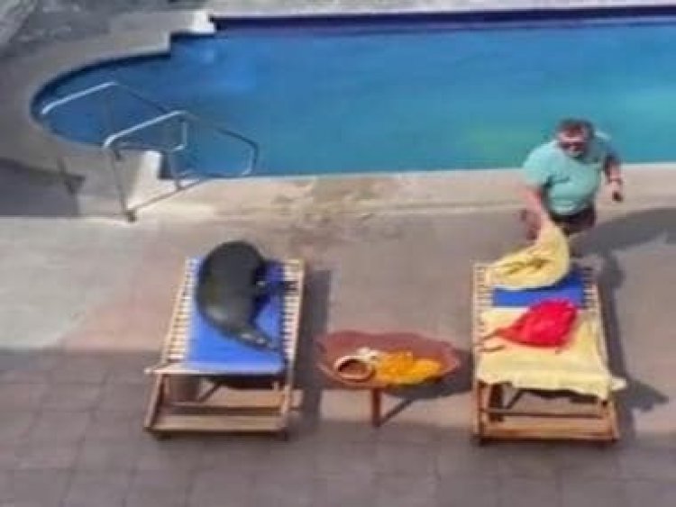 Watch: Internet left in splits after sea lion enters hotel, takes man’s lounge chair